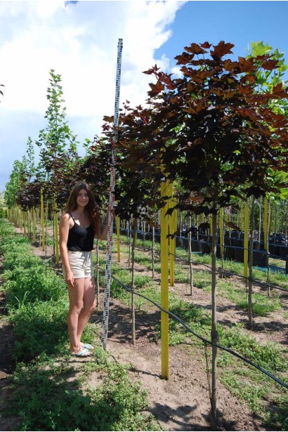 Клен гостролистий Роял Ред  - ком/вис.250-300см/Ø60-80см/ШТАМБ 160-180см/обхват 8-10см 